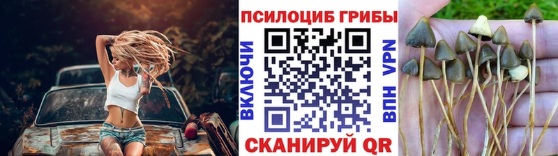 Псилоцибиновые грибы Psilocybe  купить наркотик  Новомосковск 